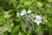 070419ajisai.jpg