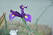 070420murasaki.jpg