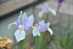 070422airisu.jpg