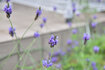 070428rabennda.jpg