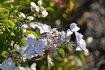 070429ajisai.jpg