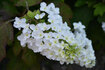 070606ajisai.jpg