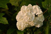 070608siro.jpg