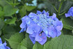 070609ajisai.jpg