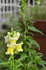 070612kinngyo.jpg