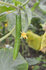 070613kyuuri.jpg