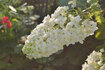 070617ajisai.jpg