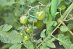 070621tomato.jpg
