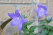 070630kikyou.jpg