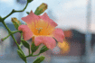 070912dazra.gif