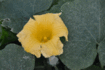 071018kabocha.gif
