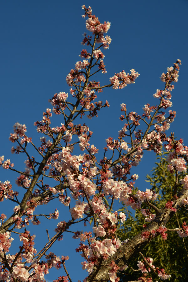 040207sakura.jpg