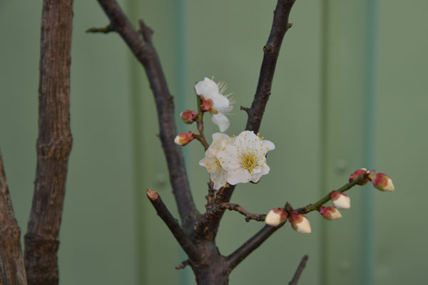 040212ume.jpg