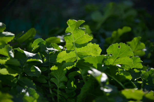 040301daikon.jpg