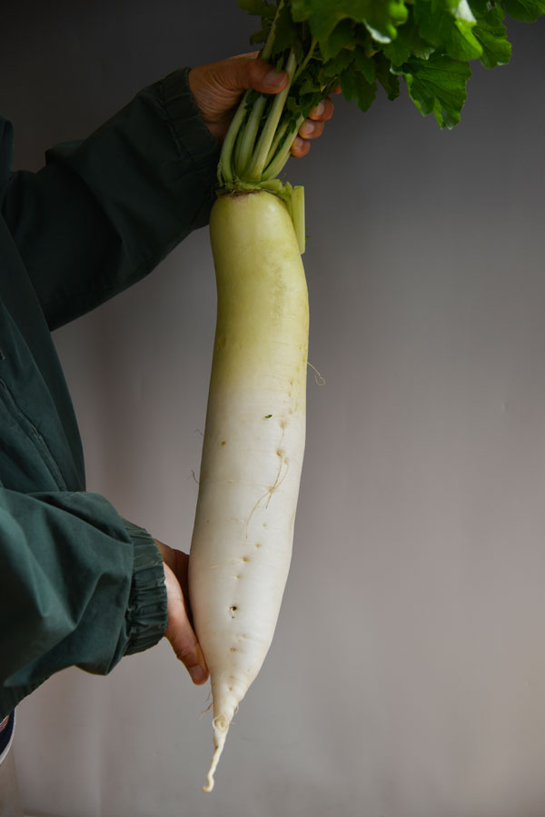 041126daikon.jpg