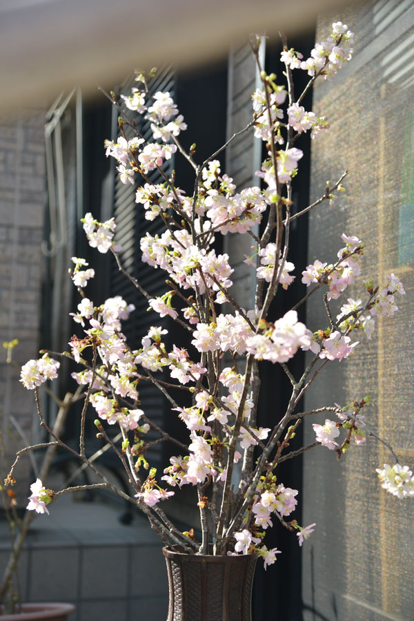 050222sakura.jpg