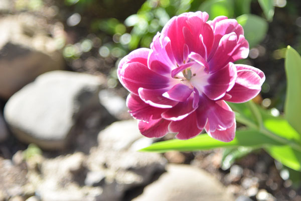 050410yae.jpg