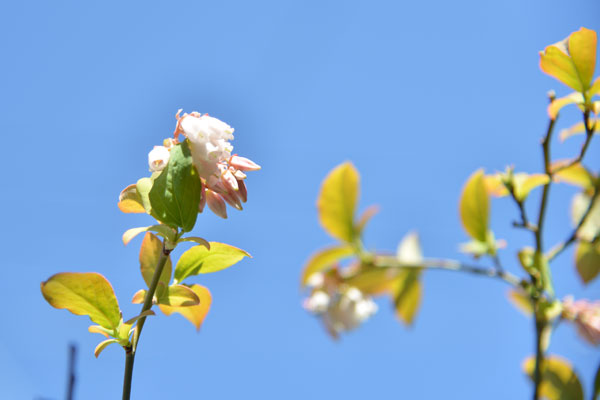 050411buru-beri.jpg