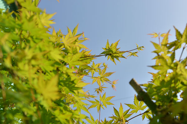 050413momiji.jpg