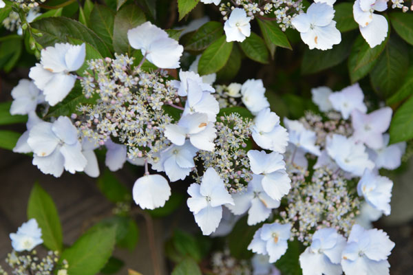 050419ajisai.jpg