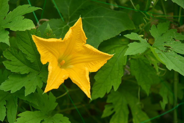 050716kabocha.jpg