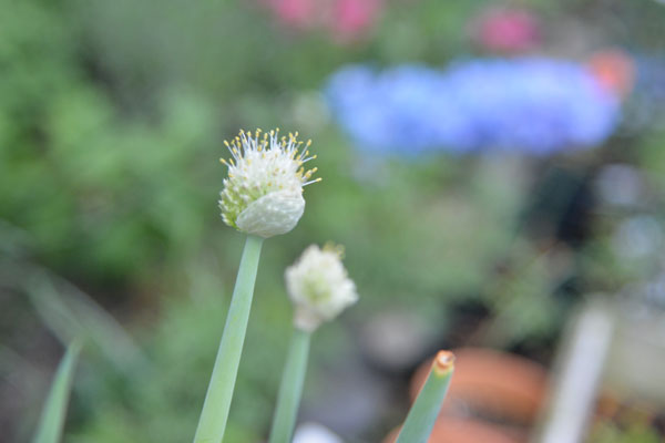 060502negi.jpg