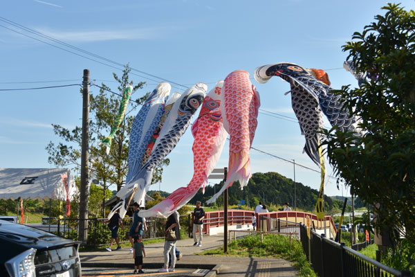 060507koi.jpg