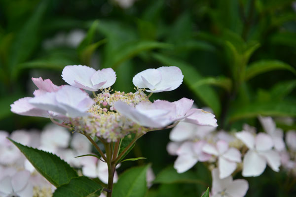 060524ajisai.jpg
