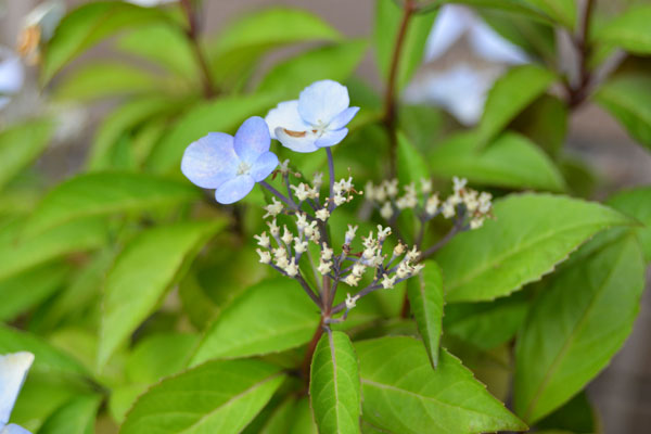 060602aji.jpg