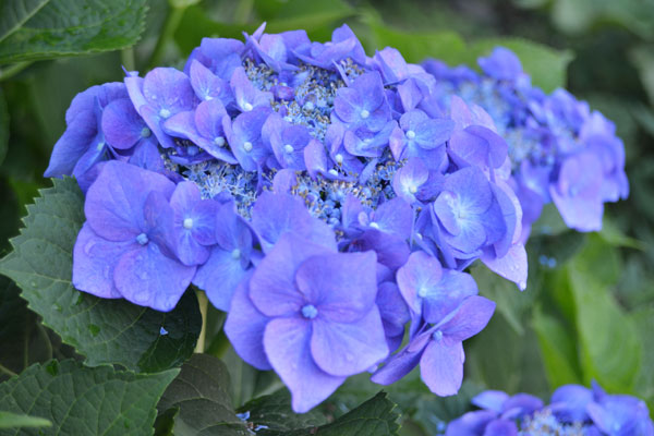 060606ajisai.jpg