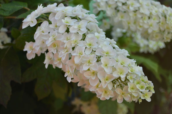 060607ajisai.jpg