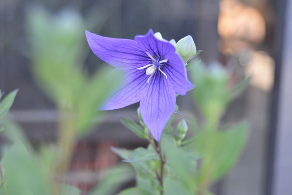060609kikyou.jpg