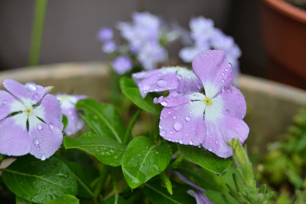060611nitiniti.jpg