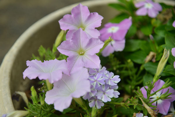 060613pechunia.jpg