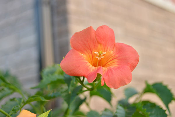 060625kazura.jpg
