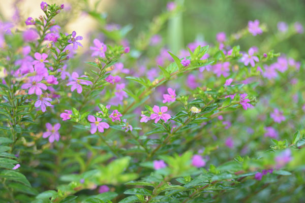 060628kufea.jpg