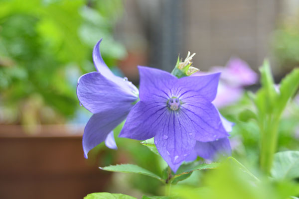 060703kikyou.jpg