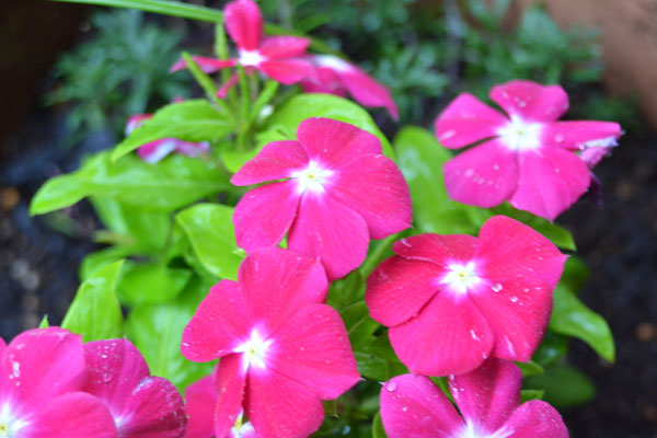 060717nitiaka.jpg