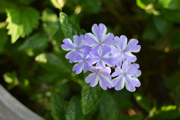 060720bijozakura.jpg