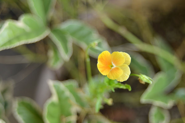 060721panji.jpg