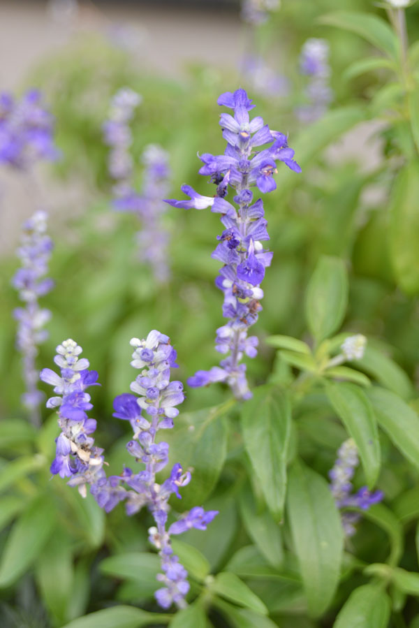 060727sarubia.jpg