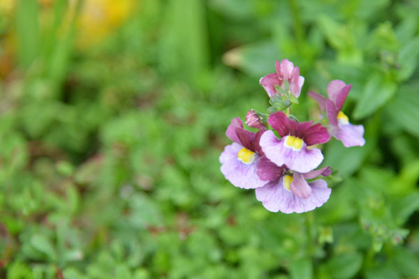 070315biora.jpg