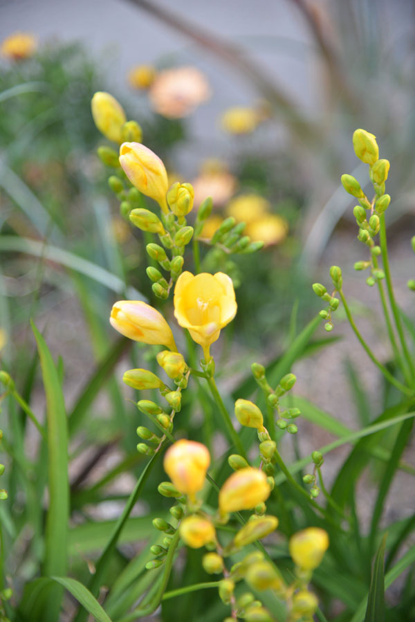 070324suisen.jpg