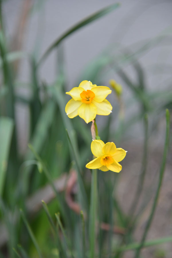 070326suisen.jpg