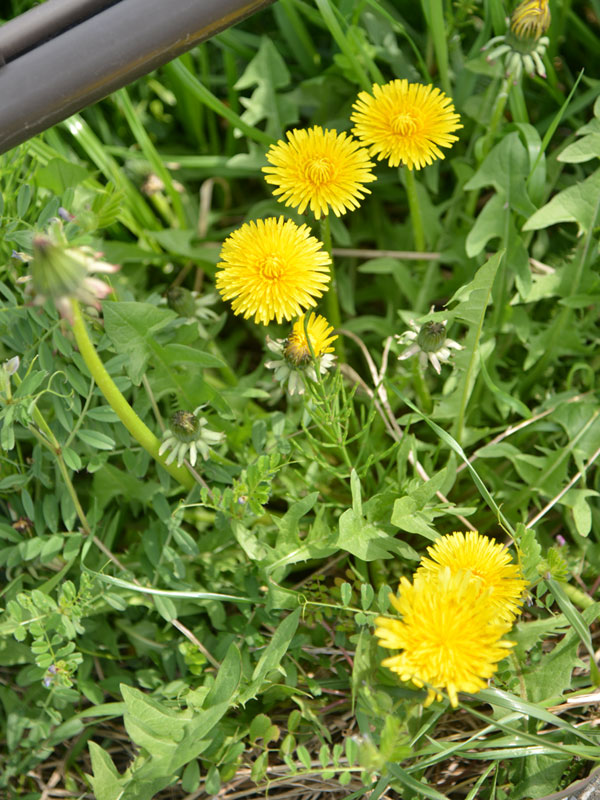 070403tannpopo.jpg