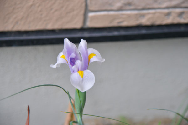 070417airisu.jpg