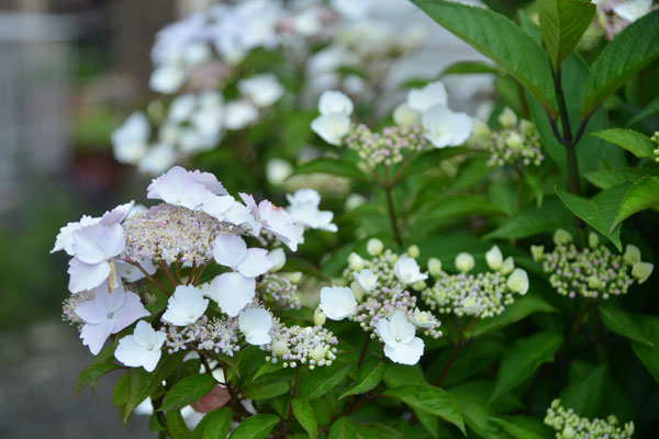 070504ajisai.jpg