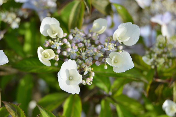 070604ajisai.jpg