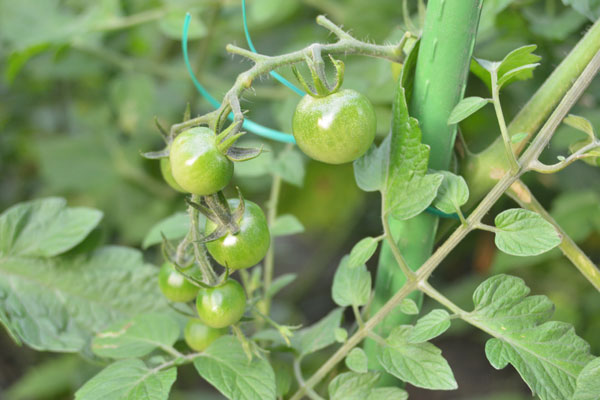 070621tomato.jpg