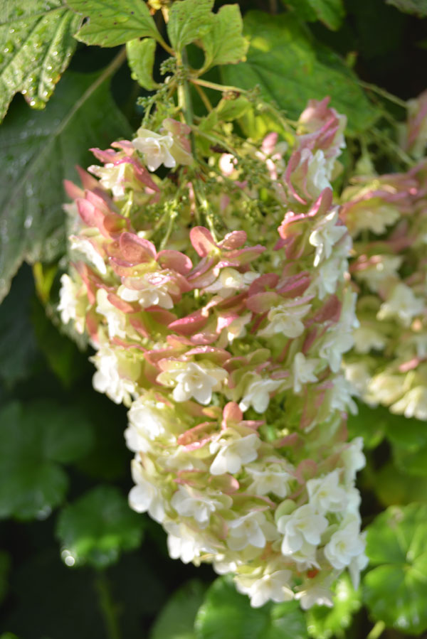 070702ajisai.jpg